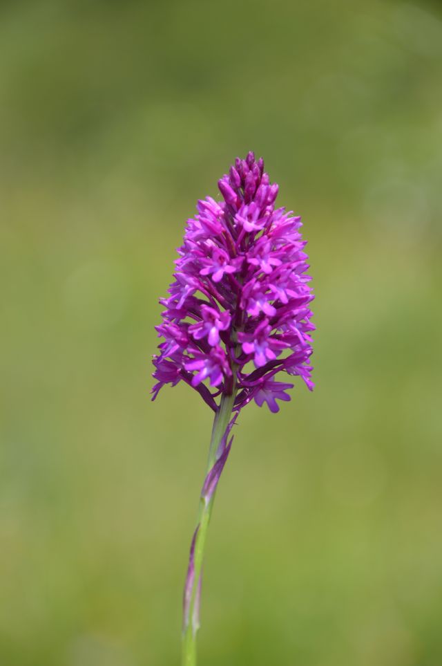 Anacamptis pyramidalis / Orchidea piramidale